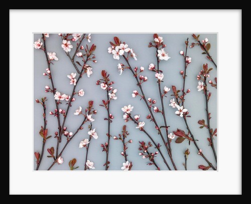 Twigs of Cherry plant by Assaf Frank